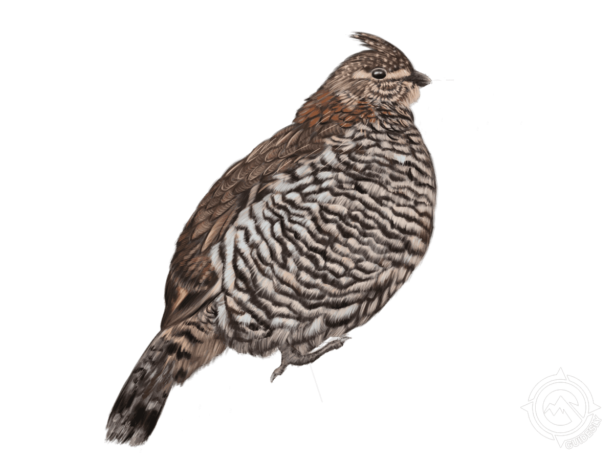 Ruffed Grouse