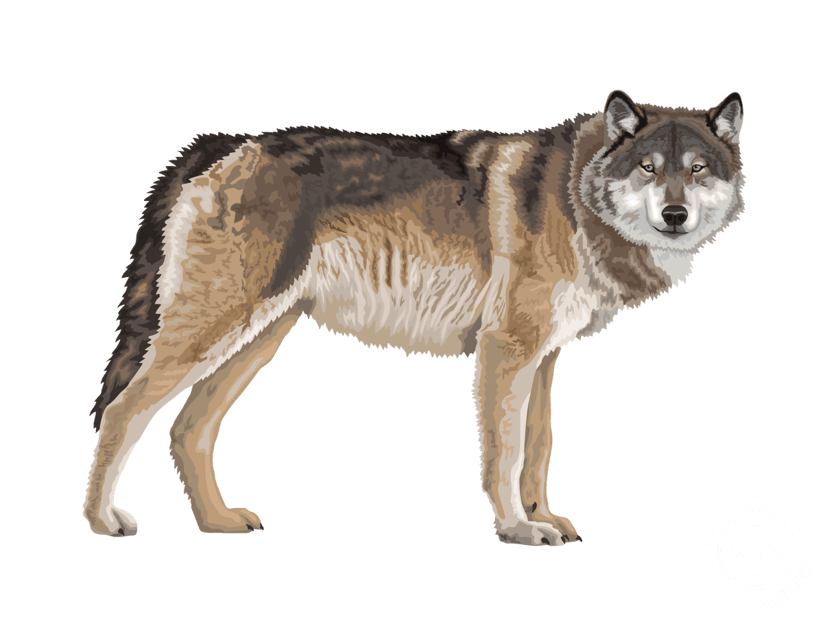 Gray Wolf
