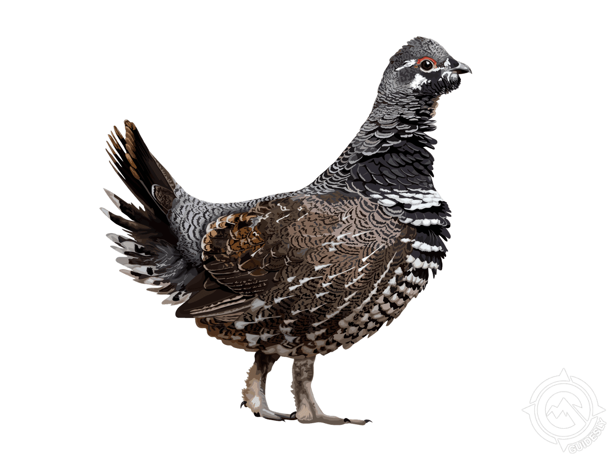 Spruce Grouse